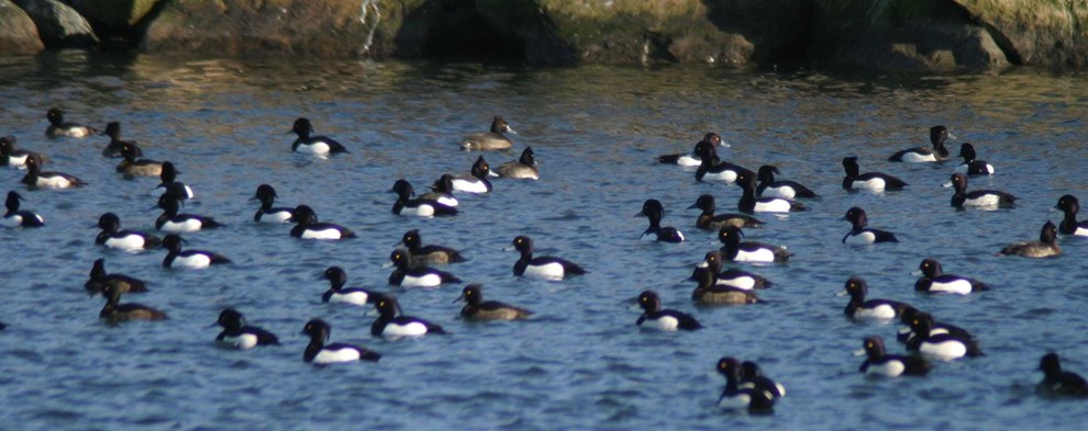 Det er urentabelt med blade p� tr�erne