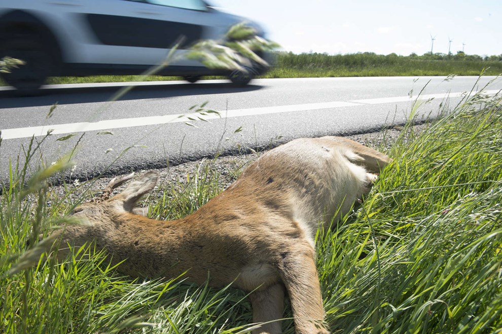 Nyt firma skal h�ndtere d�de dyr