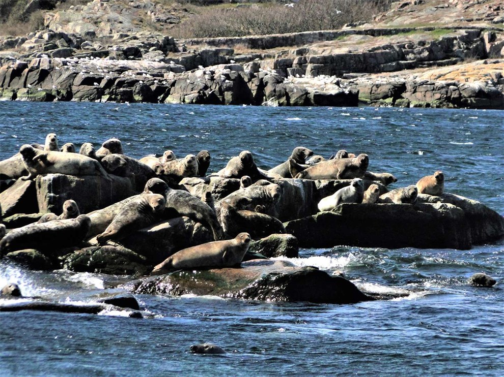 Gr�s�lernes indtog