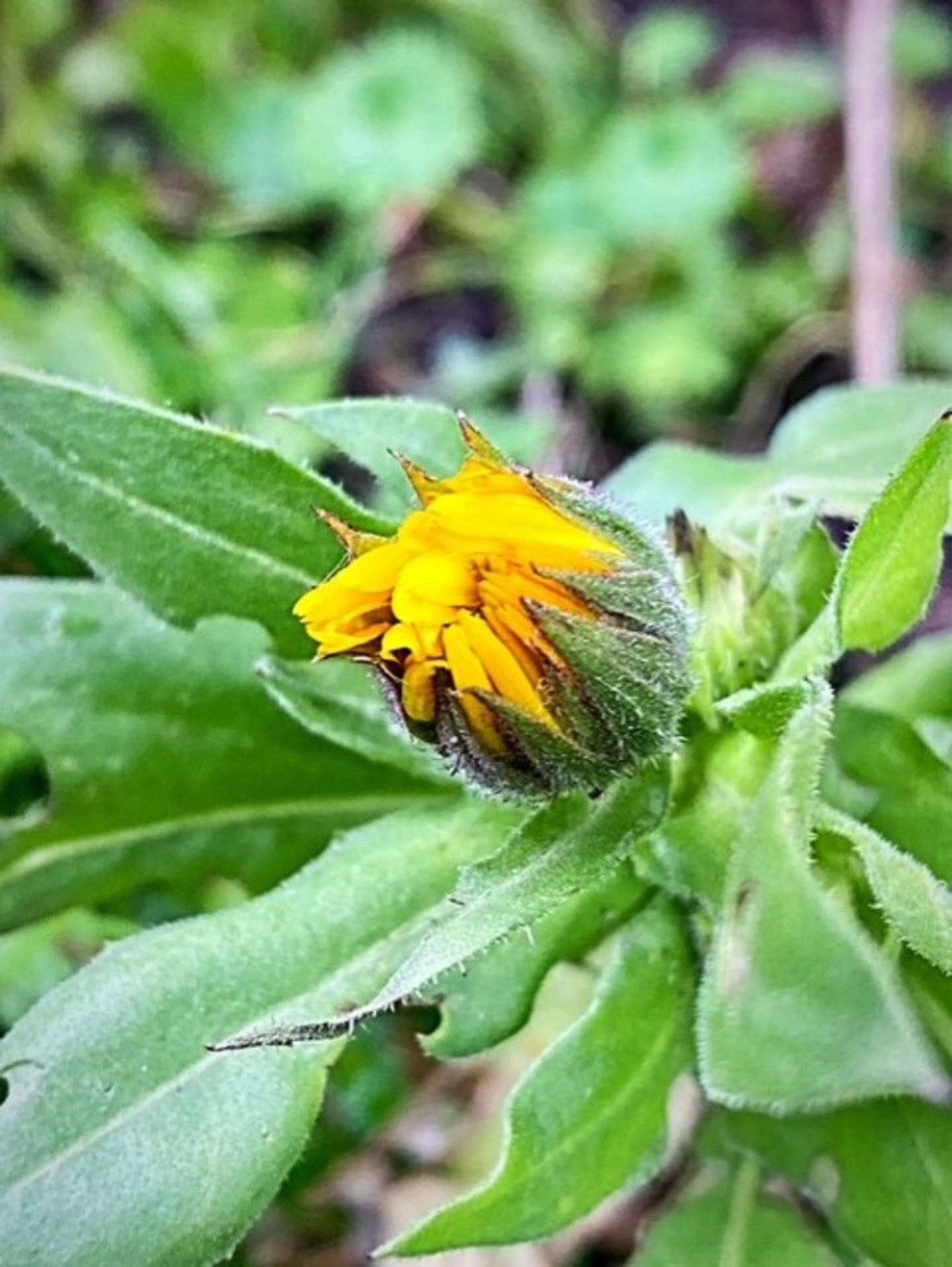 Dagens billede: Morgenfrue p� vej midt i januar! 