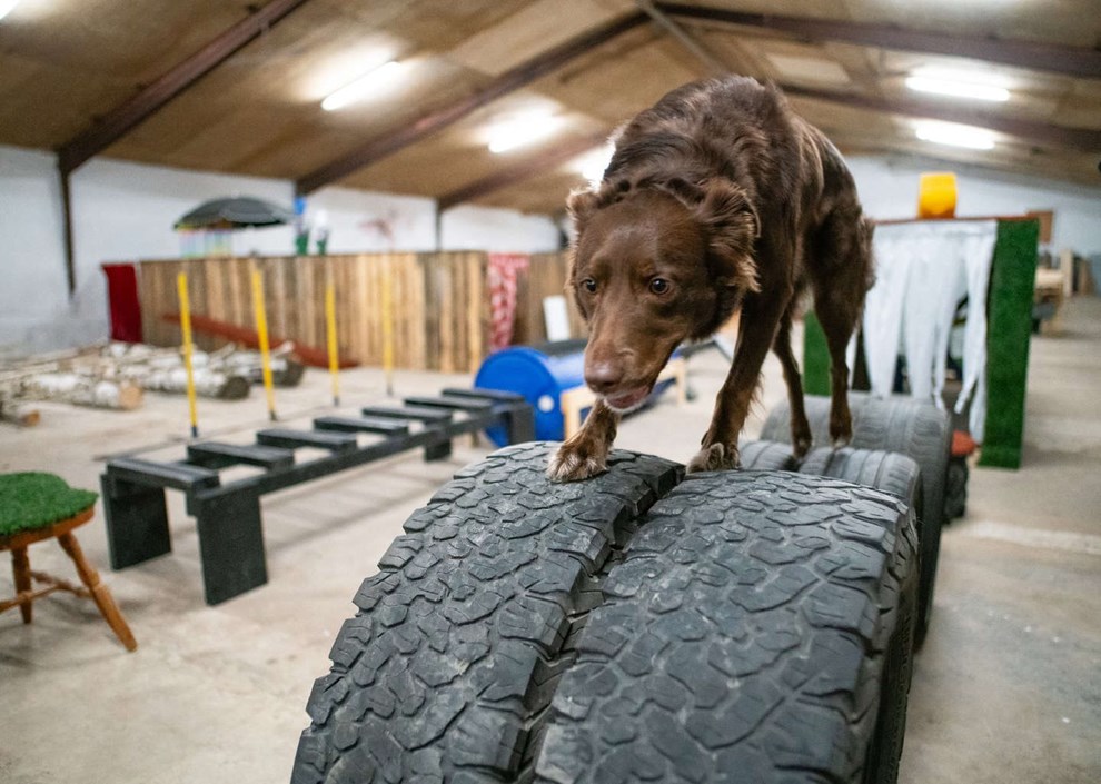 �ens hunde f�r eget oplevelseshus