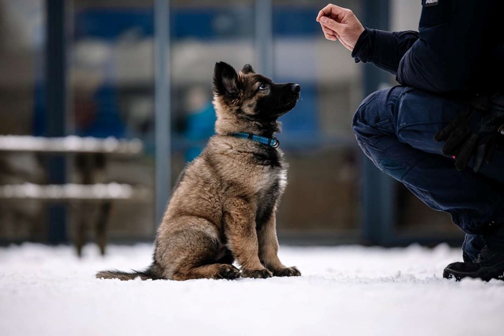 Politihunden Chase vinder international konkurrence Politihunden Chase vinder international konkurrence