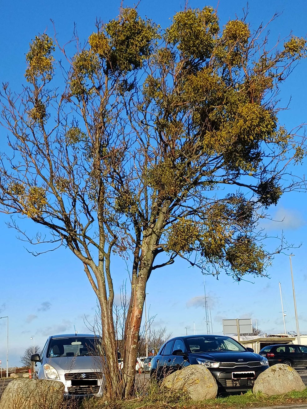 Dagens billede: Misteltenens indtog