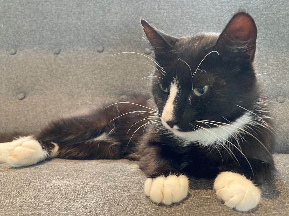 Flere dyr fik nyt hjem