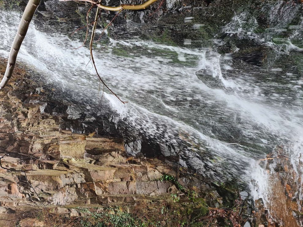 Dagens billede: Pissebækken i live! Dagens billede: Pissebækken i live!