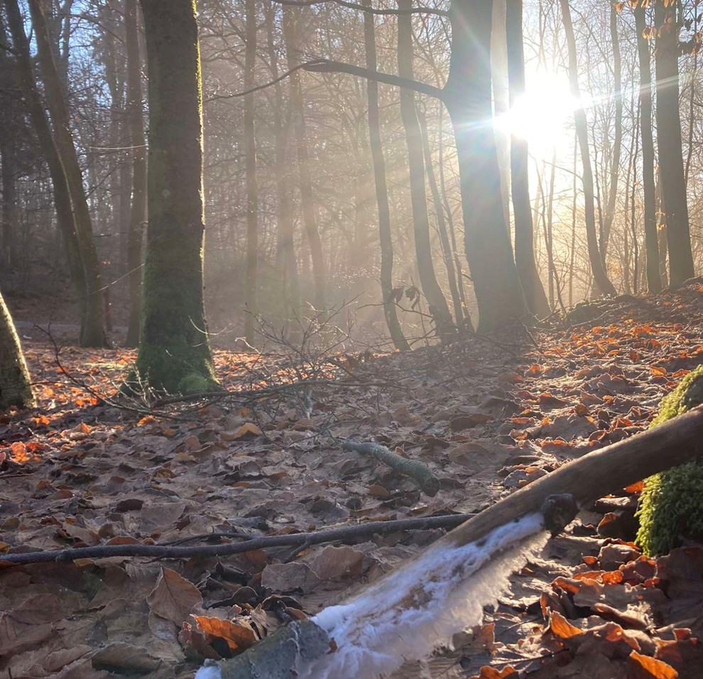 Dagens billede Dagens billede