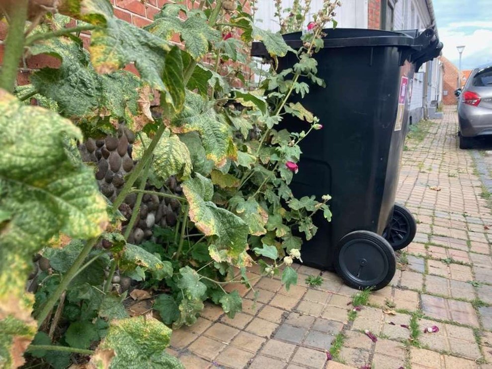 Her er der stadig problemer med skraldespande p fortorv