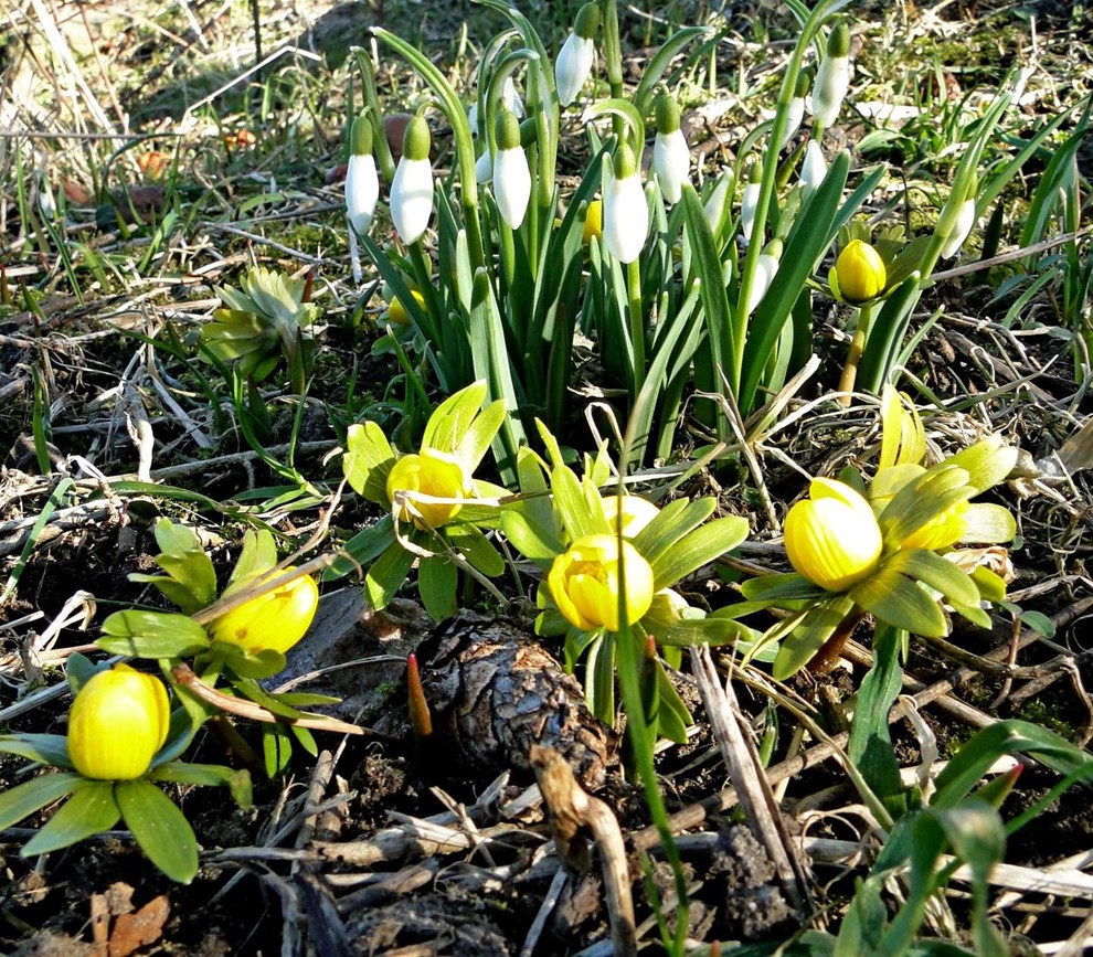 Februars for�rstegn