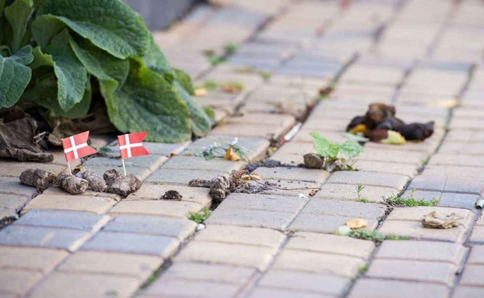 K�re hundeluftere: Saml nu op!