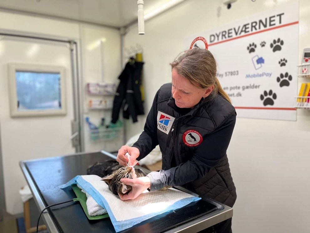 Dyrlæge rykkede ud: Vild kattefamilie aflivet Dyrlæge rykkede ud: Vild kattefamilie aflivet