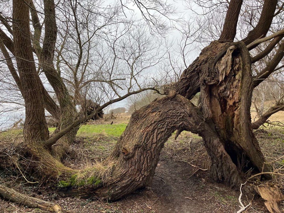 De bedste lserbilleder