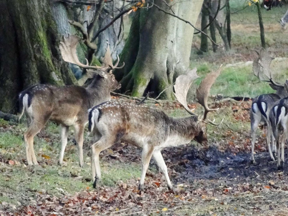 De mange d�dyr p� Bornholm - j�gere vil udvide jagten