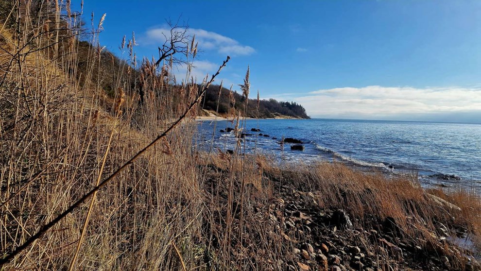Dagens billede: En tur ved stranden i Arnager Bugt