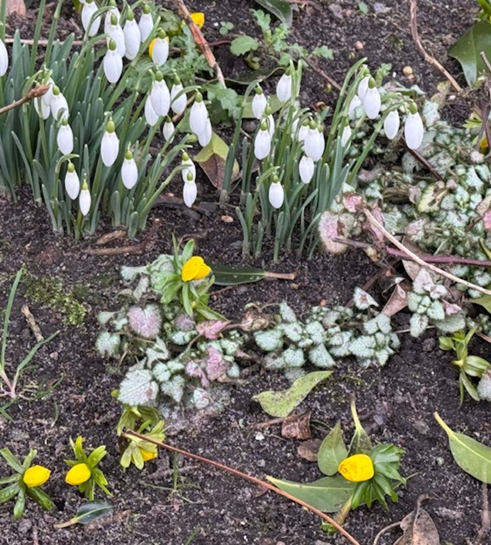 Dagens billede: Forårsbebudere i en kold februar måned Dagens billede: Forårsbebudere i en kold februar måned