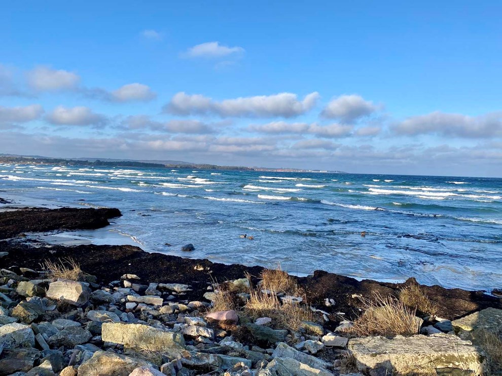 Dagens billede: Andebad ved Balka strand