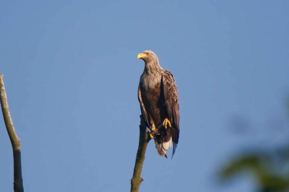 Fuglefolket inviterer til �rnens Dag