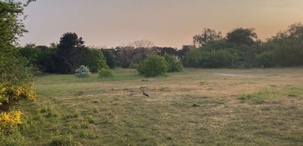 Her er planen for Gall�kkens natur