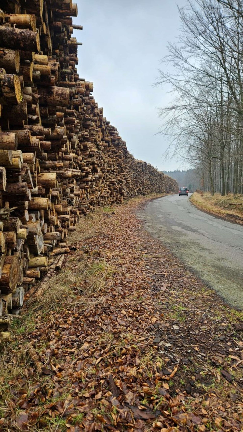 Dagens billede: Tr� i lange r�kker