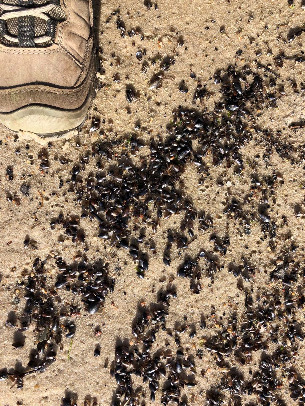 Dagens billede: Har muslingerne ikke altid været små ved Bornholm? Dagens billede: Har muslingerne ikke altid været små ved Bornholm?