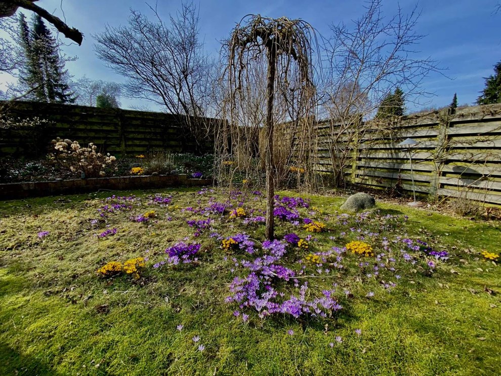 Dagens billede: For�r i haven