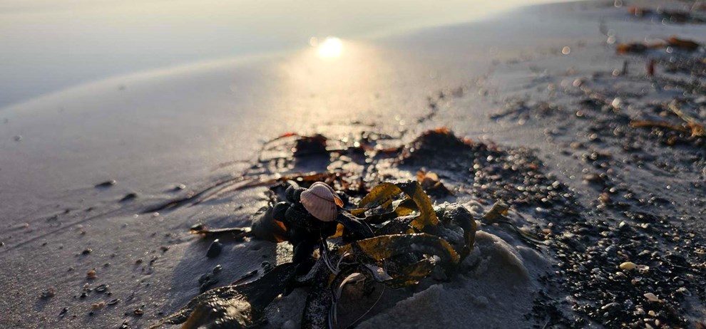 Dagens billede: Muslinger