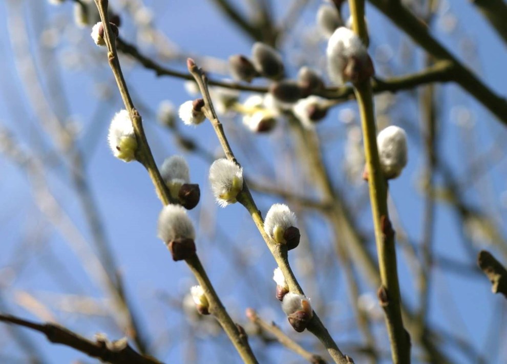 Fokus p� piletr�erne