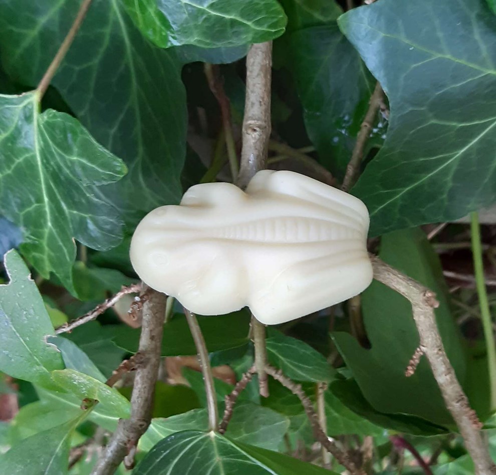 Dagens billede: Sj�lden fr� i ligusterh�kken