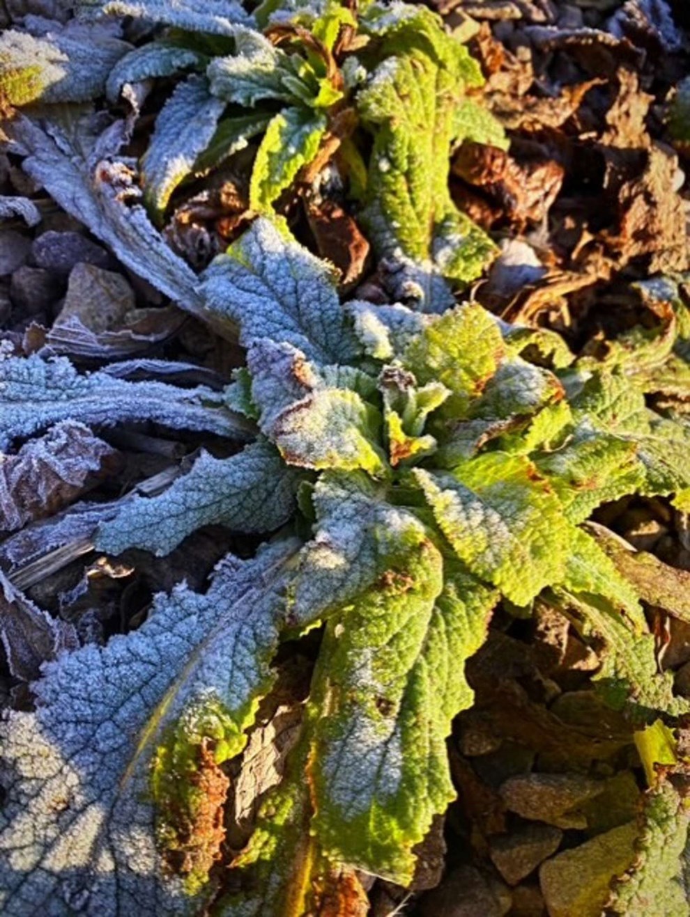Dagens billede: Jævndøgn - solen vinder over frosten Dagens billede: Jævndøgn - solen vinder over frosten