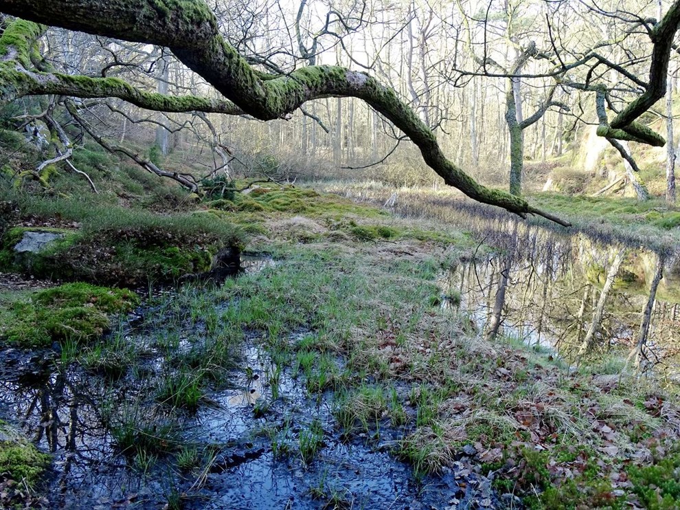 Naturperlen Komyr og fuglefjelde i Slotslyngen