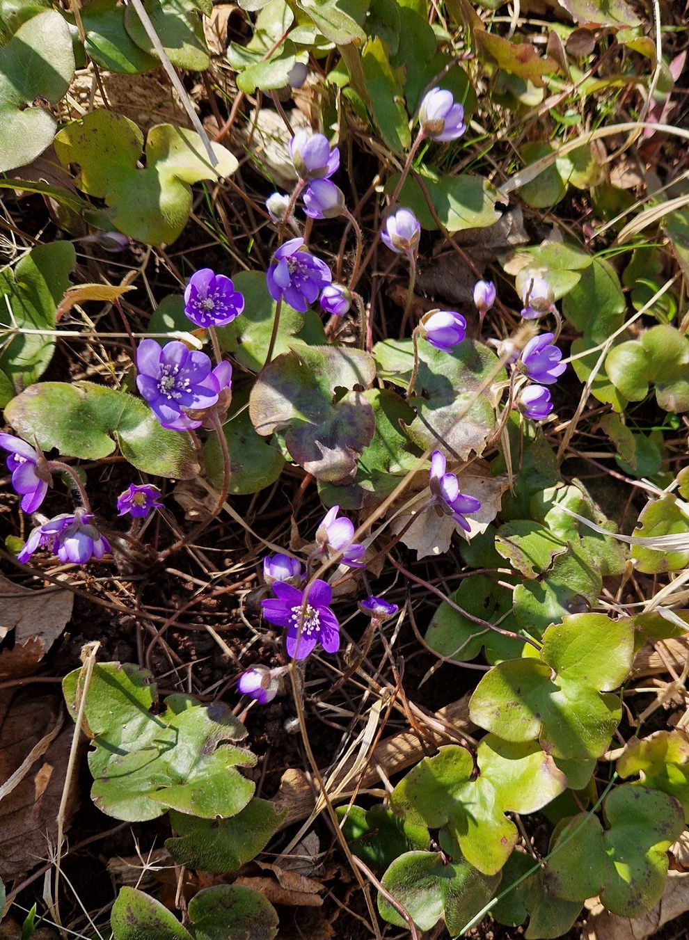 Dagens billede: Bl� anemoner ved Riseb�kken. 