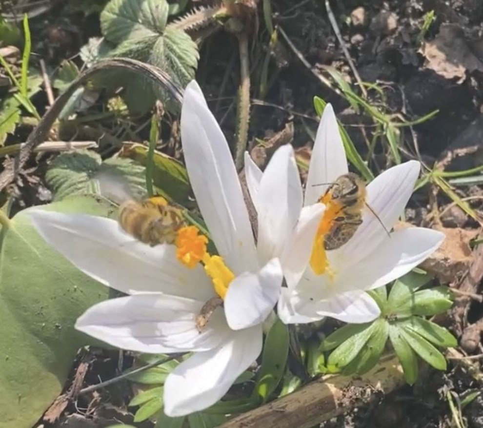 Dagens billede: Arbejdsom 'bidrift' Dagens billede: Arbejdsom 'bidrift'