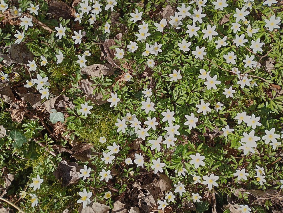 Dagens billede: Anemoner i Svartingedalen