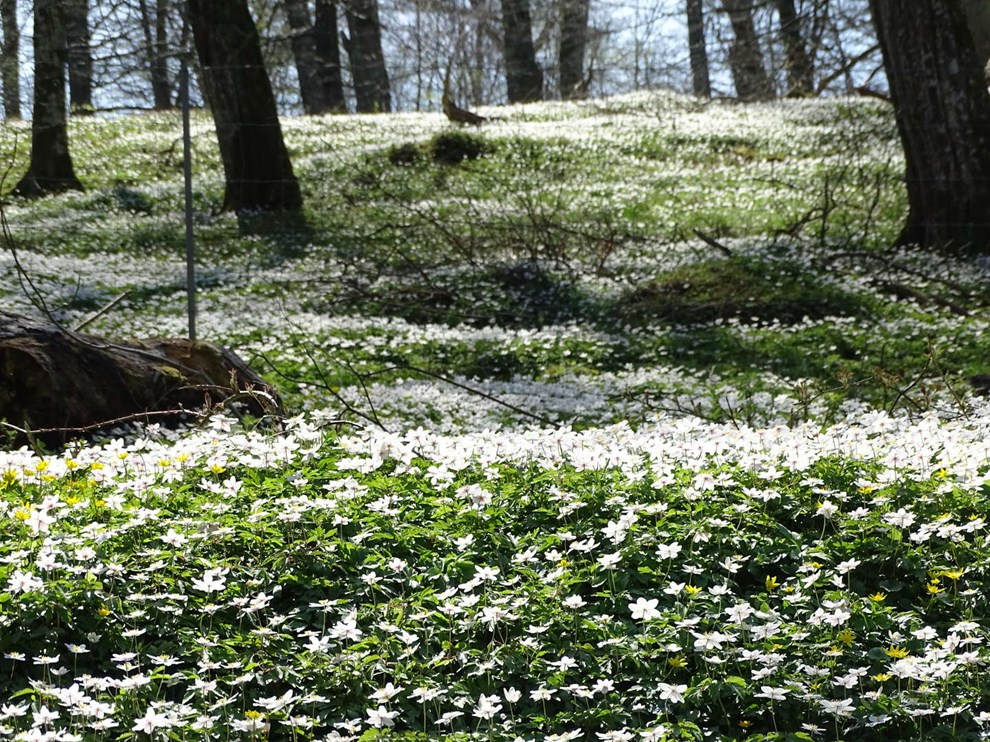 Naturen i april: Fuglesang og forrsblomster