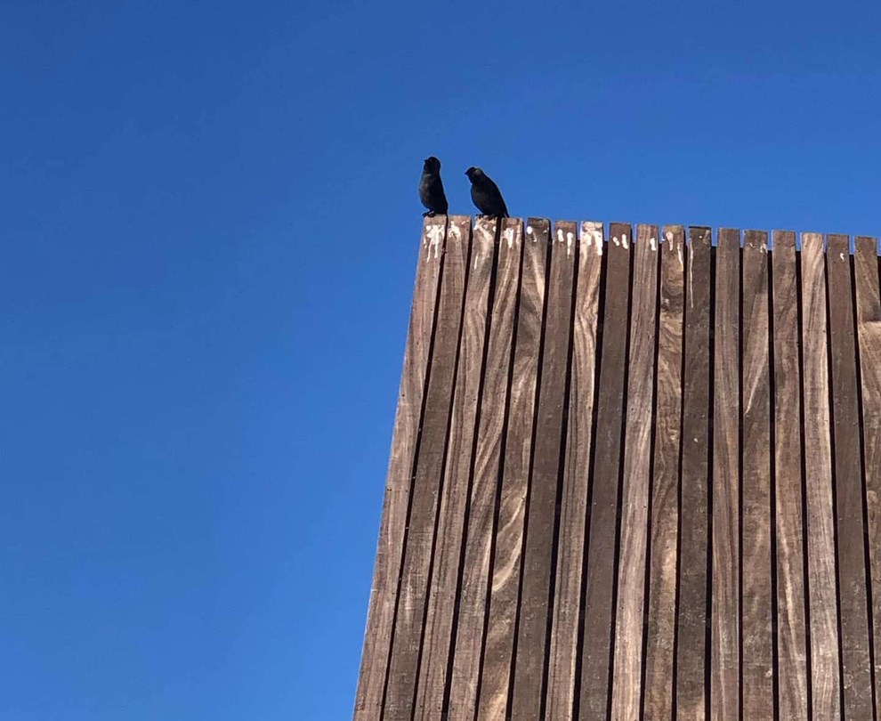 Dagens billede: Hvorfor gider du ikke lege?