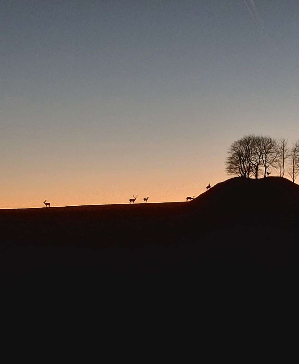 Dagens billede: Dådyr i horisonten Dagens billede: Dådyr i horisonten