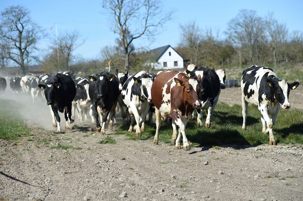 Ker kommer p grs i psken