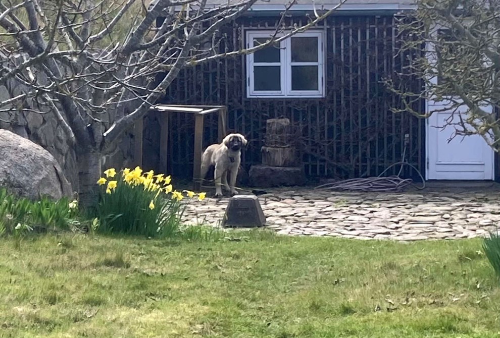Opdateret: Efterladt hund genforenet med ejer