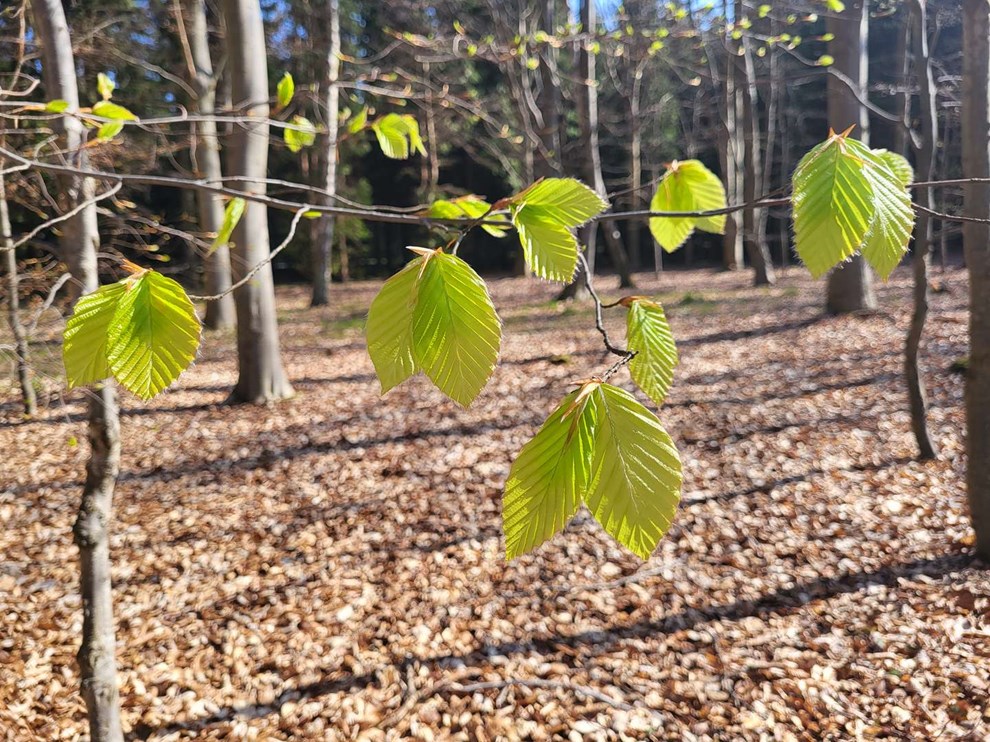 B�gen er sprunget ud