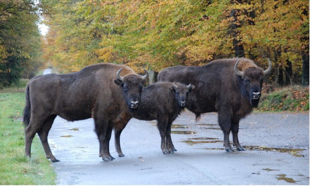 P�ske-konkurrence: Har du dyr p� din telefon?