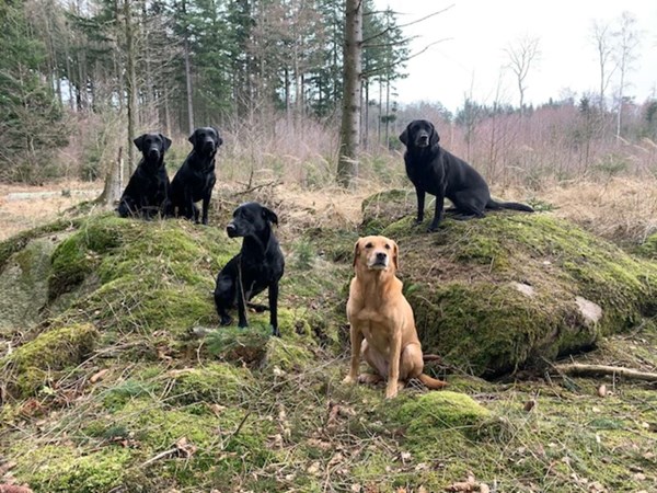 Hundeklub viser sig frem