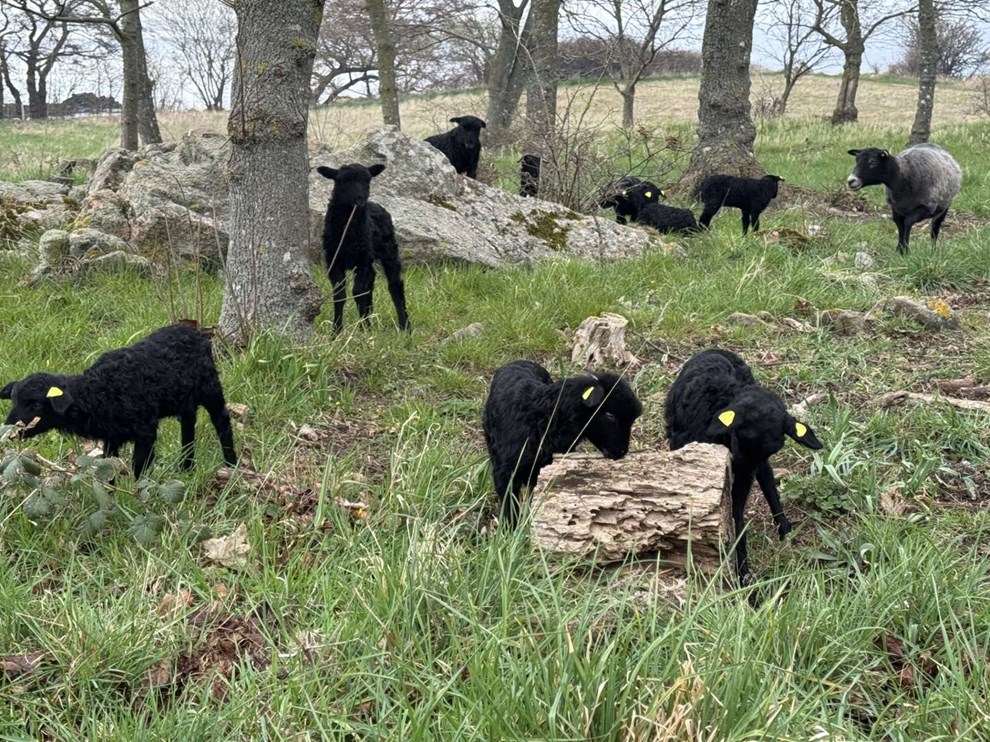 Dagens billede: Påskelam i Melsted Dagens billede: Påskelam i Melsted