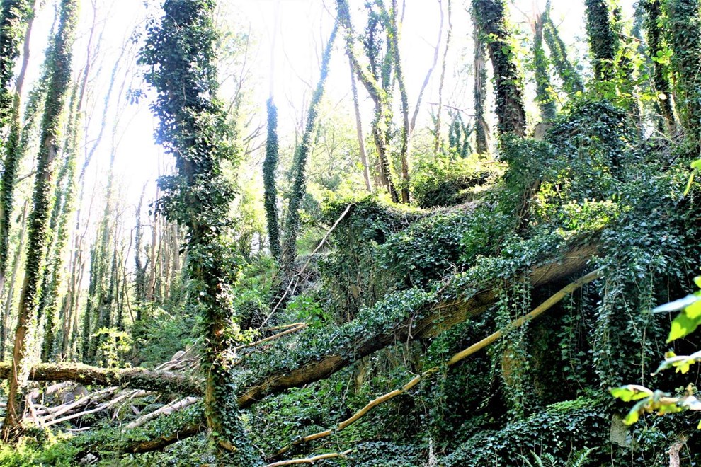 Den eventyrlige troldeskov