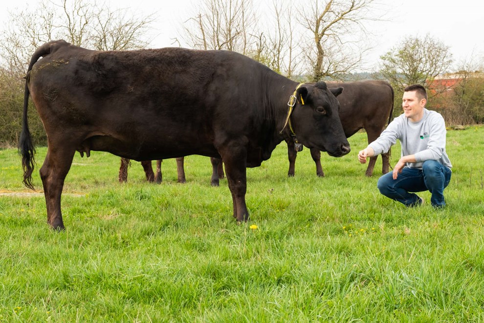 Kasper opdrætter japansk kød på bornholmsk