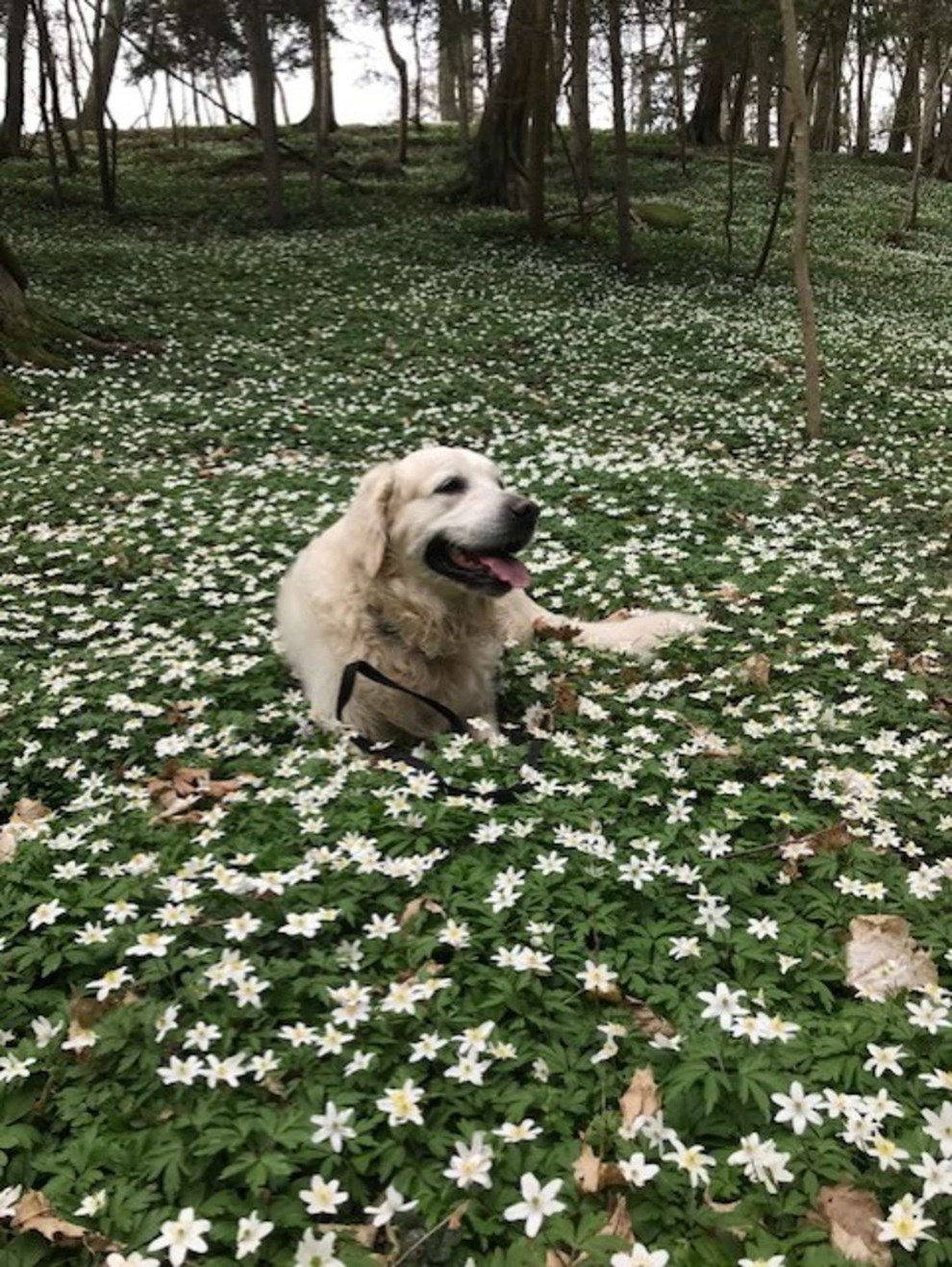 Dagens billede: Hvidt i hvidt i Kobbeen.