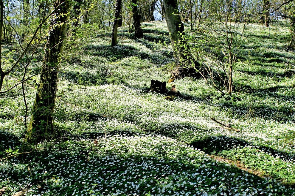 Anemonernes fagforening