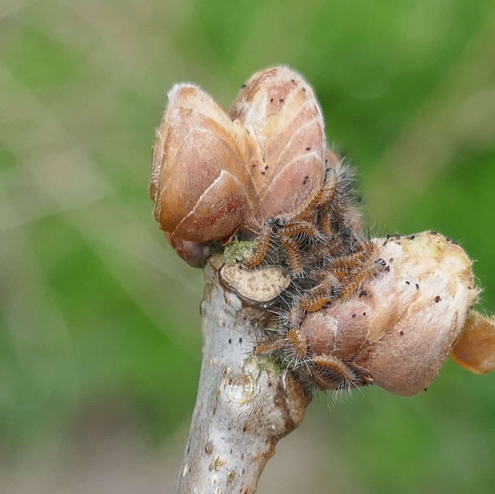 Nu har han giftige larver i glas