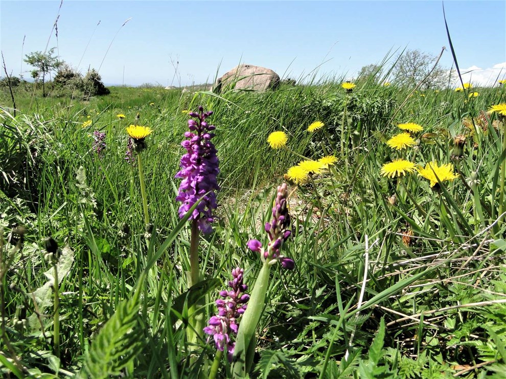 De fandens mælkebøtter
