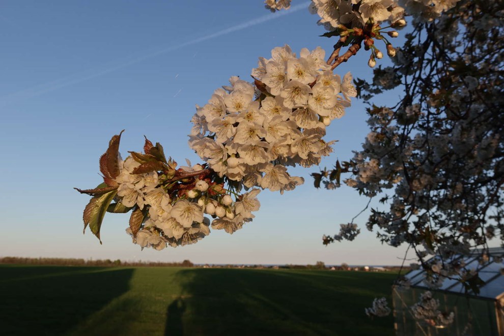 Dagens billede: Kirseb�rtr�et blomstrer i aftensolen