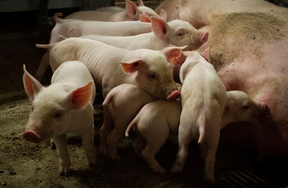 Svineindustrien i busken