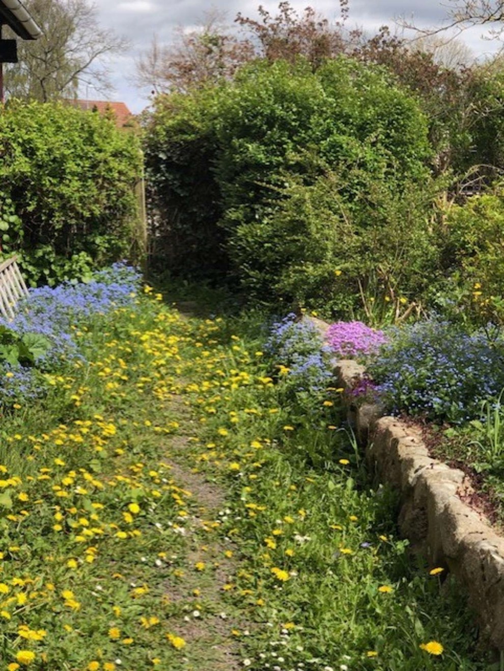 Dagens billede: Vild med vilje